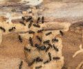 Extermination st-bruno extermination de fourmis